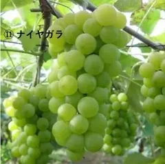 ぶどう苗木　 ナイヤガラ　 ⑪ー1のサムネイル