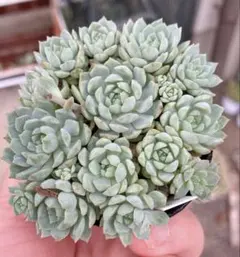 SALE❗️899多肉植物 グロブローサ×ブルーミニマ エケベリア カット苗