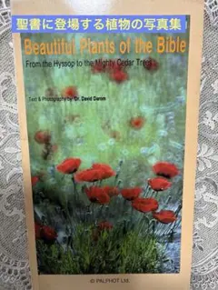 Item thumbnail for item 05eafb87-2740-49ee-989b-46410f9ebe25