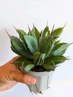 2026年最新】アガベポタトラムキュービックの人気アイテム - メルカリ