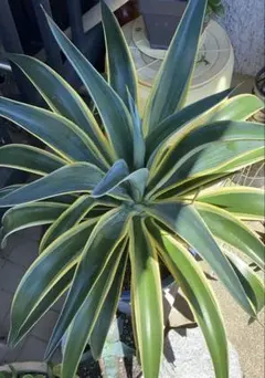 2026年最新】アガベ 大型の人気アイテム - メルカリ