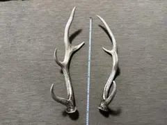 【鹿の角】北海道産 エゾシカの角 左右セット (長さ約60cm/ペア)