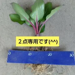 くーにゃん様 リクエスト 2点 まとめ商品