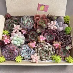 ゆうゆうメルカリ便 多肉植物 カット苗とセダム寄せ植えセット