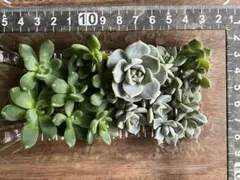 いつもここ⸌⍤⃝⸍様 リクエスト 3点 まとめ商品