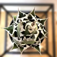 【値下げ】コレクション株　レッドキャットウィーズル　ボールタイプ　極上株 値下げ】コレクション株 レッドキャットウィーズル ボールタイプ