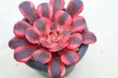 多肉植物 ❤️アエオニウム シャネル❤️韓国苗育成 抜き苗 レア品a98