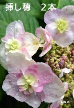 紫陽花　挿し穂　2本　専用箱でネコポス発送　No.8　同梱可能のサムネイル