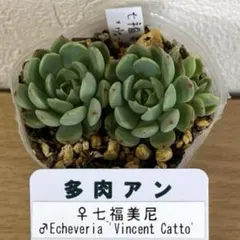 たろぼうず☘️様 リクエスト 2点 まとめ商品