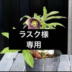 ラスク様専用　クリスマスローズ　ポット発送