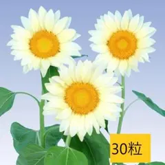 【花の種】３０粒　F1ホワイトムーン　珍しい白いヒマワリ　ひまわり　花びらが白系のサムネイル