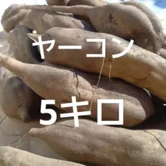 2026年最新】ヤーコン kgの人気アイテム - メルカリ