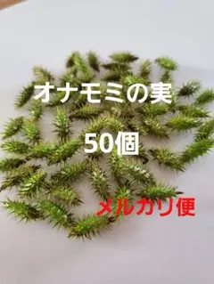 オナモミの実 くっつきむし 50個