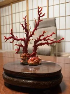 本血赤珊瑚 原木 23g 東Y8-0811☆1Fタサオ - メルカリ