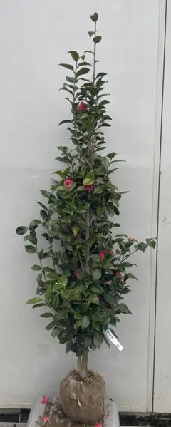 現品》ツバキ 紅乙女椿（ベニオトメツバキ）樹高1.7m（根鉢含まず）41 