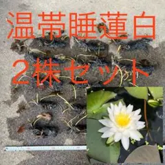 あこや様 リクエスト 2点 まとめ商品