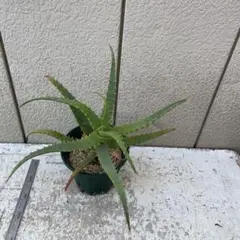 古都の葉 りんごのつぶ 抜き苗 - メルカリ