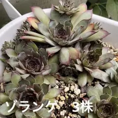 2026年最新】センペルビウムの人気アイテム - メルカリ