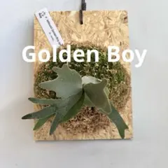 P.willinckii 'Golden boy'original spore - メルカリ