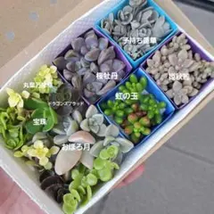 多肉植物　カット苗詰め合わせ　虹の玉　桜牡丹　子持ち蓮華　多肉弁当のサムネイル