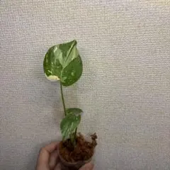 Anthurium AOS✖️RVDP斑入り - メルカリ
