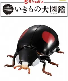 オンライン版　いきもの大図鑑アドバンス　テントウムシ　てんとうむし　ナミテントウ