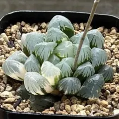 4a 多肉植物 ハオルチア 湖水オブツーサ錦糊斑 自家繁殖 鉢植え発送