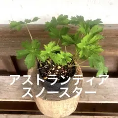 アストランティア スノースターの苗 大株②のサムネイル
