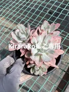 Kirarako様　ご専用ページ　速達便
