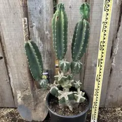 柱サボテン ドライガーデン ロストラータ モンタナ 観葉植物 鬼面角