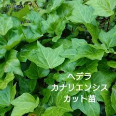 2026年最新】オカメヅタの人気アイテム - メルカリ