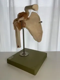 Item thumbnail for item 987dc942-1b9b-4b56-9e76-d83708b5c457