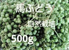 雛様専用 送料込み！ 青森県産 実山椒 ☆採れたて200g+増量中 - メルカリ