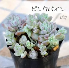 ❀るなこむ❀様 リクエスト 3点 まとめ商品