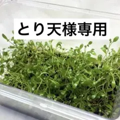 【イニシャルスティック3粒おまけ♪】グロッソスティグマ 水上葉 100株以上のサムネイル