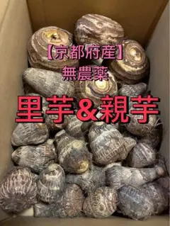 農家直送！里芋と里芋の親芋セット　無農薬無化学肥料栽培