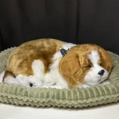 Perfect Petzzz キャバリア・キング・チャールズ