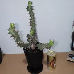 ユーフォルビア クラビゲラ 実生株 塊根植物 コーデックス 花芽 - メルカリ