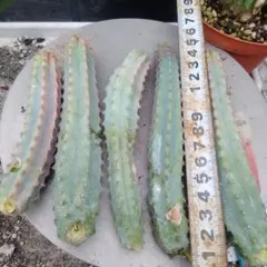多肉植物 竜神木抜き苗 - メルカリ