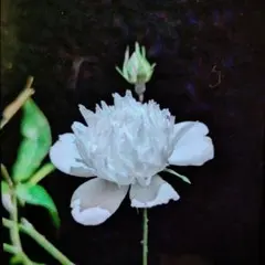 namnam様 リクエスト 2点 まとめ商品 速達