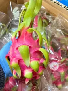 まーさま専用 大玉苗/苗15本：ダークスター - メルカリ