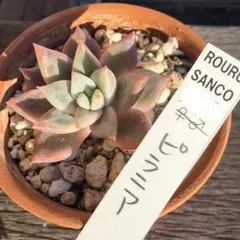 2026年最新】ロウルサンコの人気アイテム - メルカリ