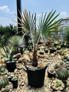 2026年最新】ビスマルキア・シルバーの人気アイテム - メルカリ