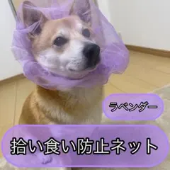 【中型犬】拾い食い防止ネット　誤飲誤食防止キャップ　調節可　ベール口輪 ラベンダのサムネイル