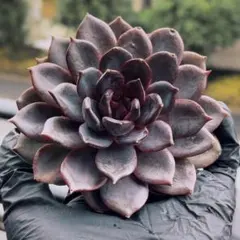 EMI *T様 リクエスト 3点 まとめ商品