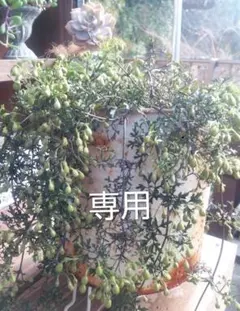 Flower..Green様　専用