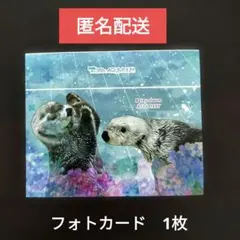 鳥羽水族館 コレクションカード ラッコ キラ メイ ノーマル vol.2