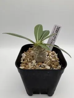 パキポディウム 伊藤ハイブリッド 実生 塊根植物 コーデックス - メルカリ