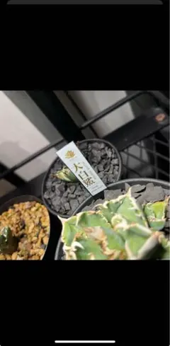 2025年最新】大白鯊 アガベの人気アイテム - メルカリ