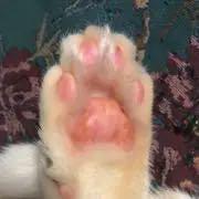 大腸菌 進化のカギを握るミクロな生命体 メルカリ